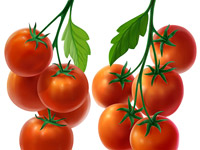 Tomato, Branch, Leave, Red, Green, Juice, Fresh, Illustration, Digital, Packaging